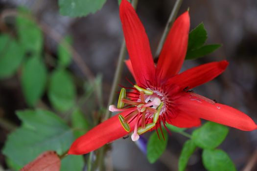 close up image of passiflora coccinea common names scarlet passion flower, red passion flower,dance flower) is a fast growing vine. home decorating vines