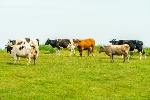 Cows on a Green Field. Herd of Cows Eating Grass at Summer Green Field.