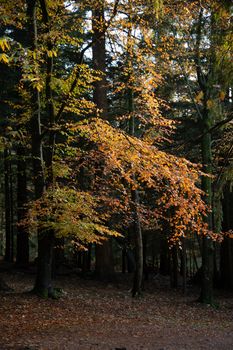 Trees in autumn or the fall colour, golden leaves in low sun in woods or forest. High quality photo