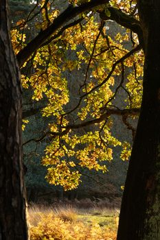 Trees in autumn or the fall colour, golden leaves in low sun in woods or forest. High quality photo