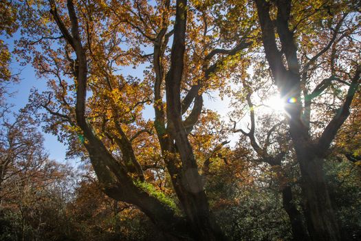 Trees in autumn or the fall colour, golden leaves in low sun in woods or forest. High quality photo