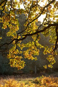 Trees in autumn or the fall colour, golden leaves in low sun in woods or forest. High quality photo