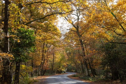 Trees in autumn or the fall colour, golden leaves in low sun in woods or forest with winding road. High quality photo