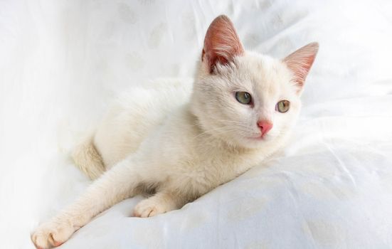 A small white cat lies on a white pillow