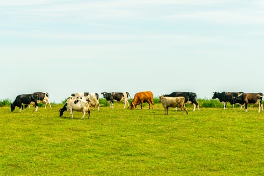 Herd of Cows Eating Grass at Summer Green Field. Cows on a Green Field.