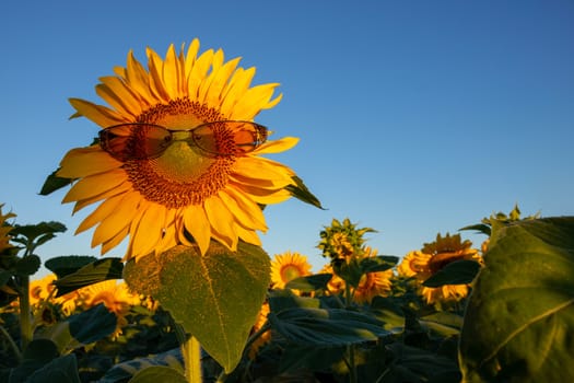 Sunflower with glasses on a blue sky background.