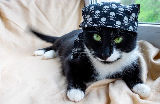 Funny black cat in a fancy dress, in a pirate bandana lies and looks at the camera