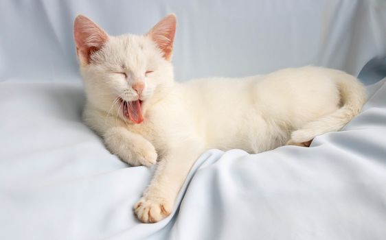 Funny little white cat lies and yawns with her eyes closed