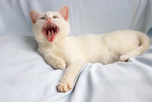 Funny little white cat lies and yawns with her eyes closed