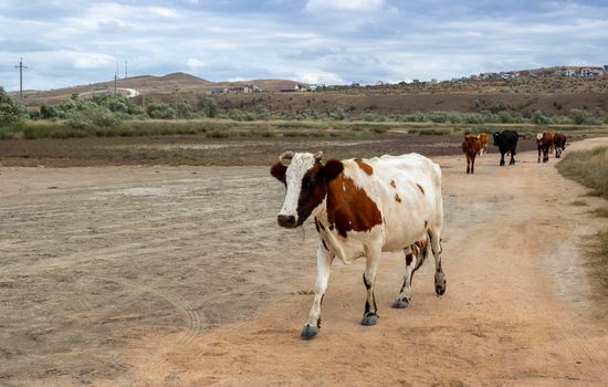 A white spotted cow walks by the sea on a sandy road