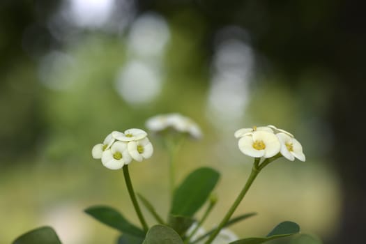 White Christs thorn flowers - Latin name - Euphorbia milii