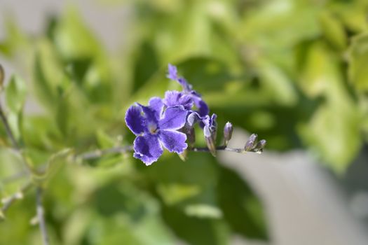 Golden Dewdrop flowers - Latin name - Duranta erecta