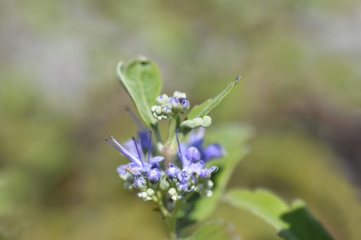 Bluebeard flowers - Latin name - Caryopteris x clandonensis