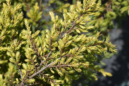 Juniper Goldschatz branch - Latin name - Juniperus communis Goldschatz