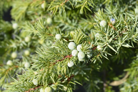 Shore Juniper Schlager branch - Latin name - Juniperus conferta Schlager