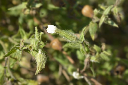 White campion flower - Latin name - Silene latifolia subsp. alba