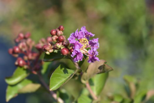 Pink Crepe myrtle - Latin name - Lagerstroemia indica