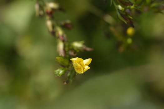 Mountain St Johns Wort flower bud - Latin name - Hypericum montanum