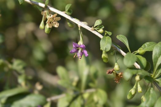 Chinese boxthorn purple flower - Latin name - Lycium chinense