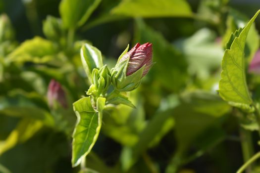 Rose Of Sharon flower bud - Latin name - Hibiscus syriacus