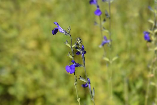 Baby sage Blue Monrovia - Latin name - Salvia microphylla Blue Monrovia