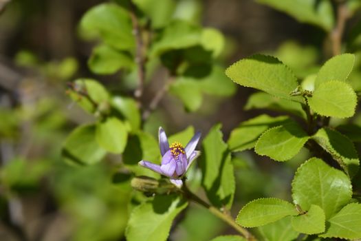 Crossberry purple flower - Latin name - Grewia similis