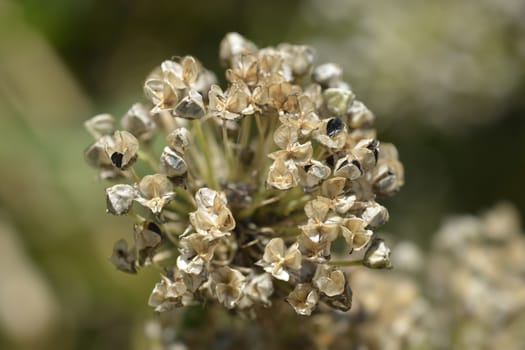 Garden onion seed head - Latin name - Allium cepa