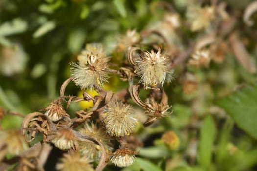 Sticky aster seed heads - Latin name - Dittrichia viscosa