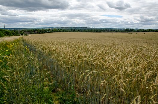 View across a field of ripening corn looking towards the Hampshire town of Basingstoke on a summer day.  The farmland - part of the Manydown Estate - is due to become a housing development.