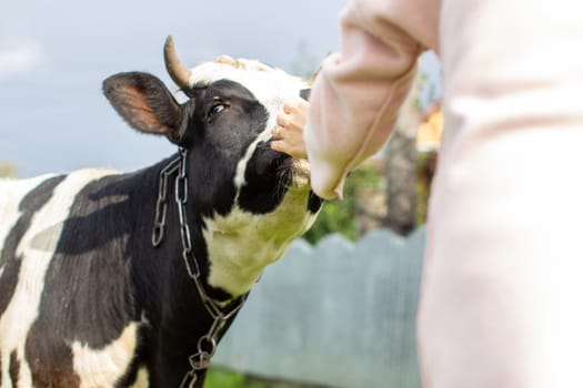 A woman strokes a colorful cow near the house. A cow that gives milk. Agricultural industry. Life in the 