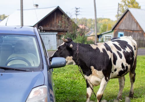 A mottled cow curiously sniffs the car on the green grass. A cow that gives milk. Agricultural industry. Life in the country. High quality photo