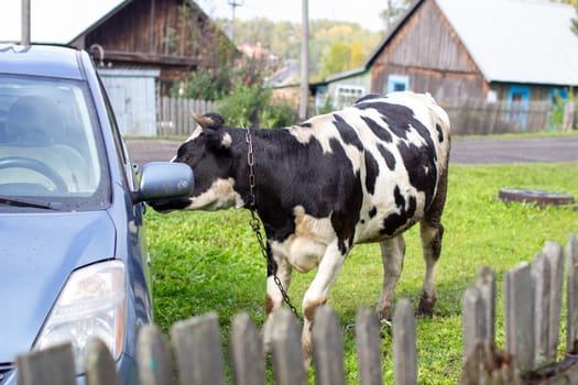 A mottled cow curiously sniffs the car on the green grass. A cow that gives milk. Agricultural industry. Life in the country. High quality photo