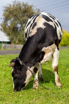 A mottled cow eats grass near the house. A cow that gives milk. Agricultural industry. Life in the country