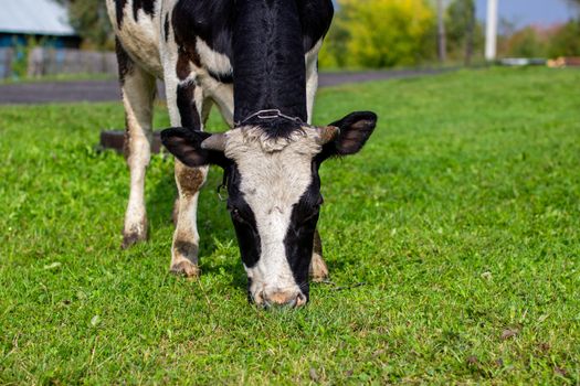 A mottled cow eats grass near the house. A cow that gives milk. Agricultural industry. Life in the country