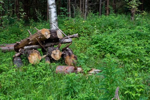 Sawn tree trunk. The wood was cut into stumps in the forest. Firewood from the sawed pine trees lie on the ground.