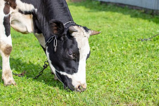 A mottled cow eats grass near the house. A cow that gives milk. Agricultural industry. Life in the country