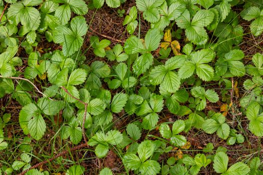 Glade covered with leaves of the woodland strawberry among grass at selective focus