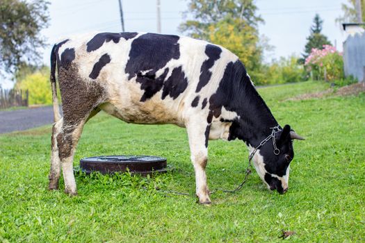 A mottled cow eats grass near the house. A cow that gives milk. Agricultural industry. Life in the country