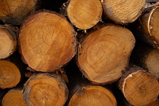 Natural sawn tree. The texture of the slice. Sawed and rings of tree life. Brown wood background.