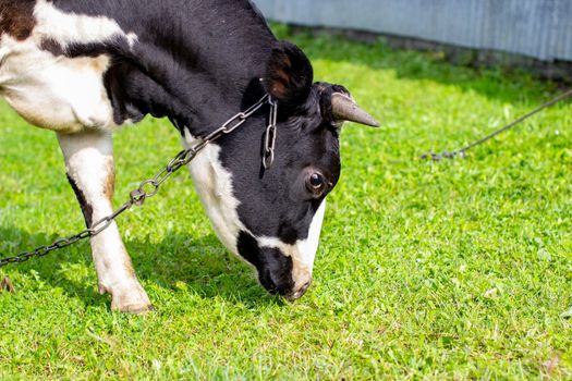 A mottled cow eats grass near the house. A cow that gives milk. Agricultural industry. Life in the country