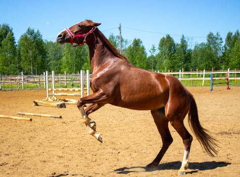 Red horse against the sky and forest