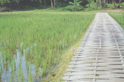 rice paddy field & wooden bamboo footbridge bridge