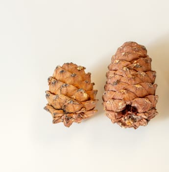 Pine cone with nuts on a white background. High quality photo