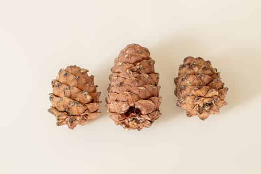 Pine cone with nuts on a white background. High quality photo
