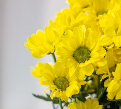 Yellow chrysanthemums in a bouquet on a different background. High quality photo