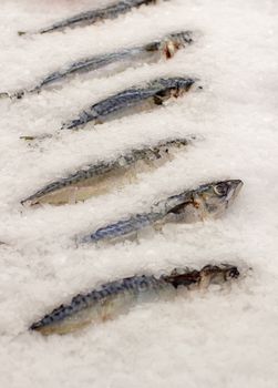 Frozen fish on the counter. Fish mackerel or herring in a store or restaurant. Fresh frozen fish. High quality photo