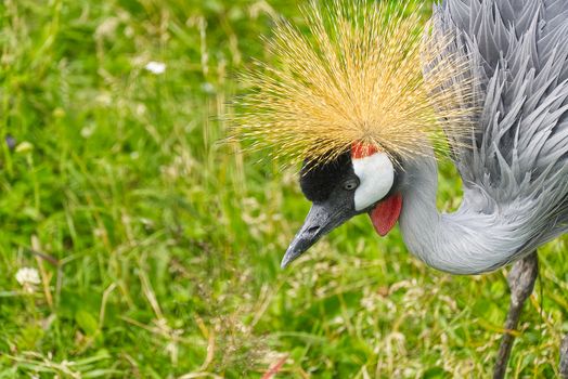 grey crowned crane - balearica regulorum gibericeps. African crowned crane - Uganda national bird. golden crested crane - on green blured background. golden-crowned crane