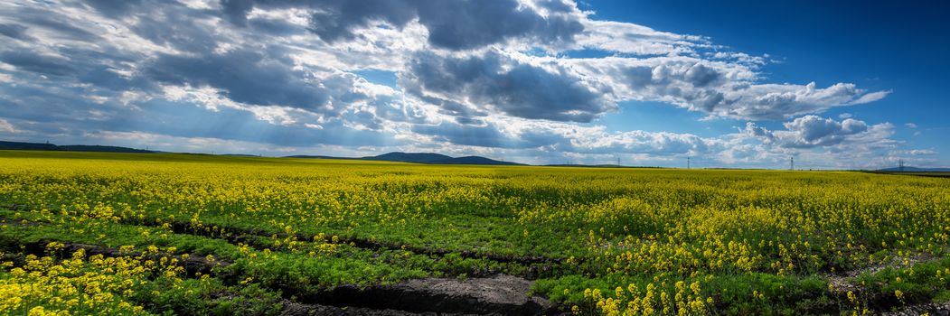 colorful landscape of blossom rape on sundown.