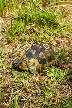 Turtle in the grass in Kirstenbosch Botanical Garden in Cape Town.