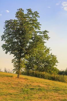 Tree with colorful sunrise in the morning somewhere in Denmark Scandinavia.